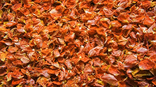 Velha Arte Vermelho Brilhante Rosa Cheiro Fresco Spa Flor Botânica — Fotografia de Stock
