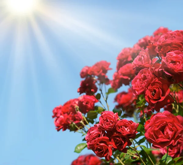 Alte Retro Kunst Ländliche Weiche Sonne Helle Rosa Farbe Aroma — Stockfoto
