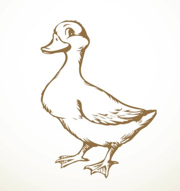 Closeup view cute river lake anser branta cygnus bill beak gaggle cub set white text space. Outline black hand drawn young neck wing plumage fauna fly zoo hunt line logo emblem retro art doodle style