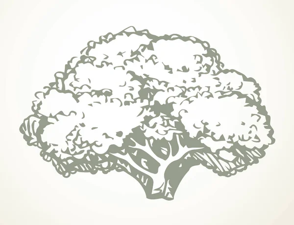 Närbild Visa Mogen Färsk Eco Sallad Brokoli Hälsa Veggie Kök — Stock vektor