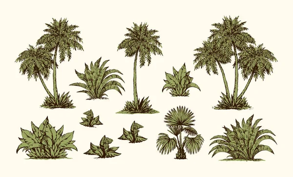 Alto Exuberante Africano Desierto Coco Arbusto Rama Crecer Elemento Línea — Archivo Imágenes Vectoriales