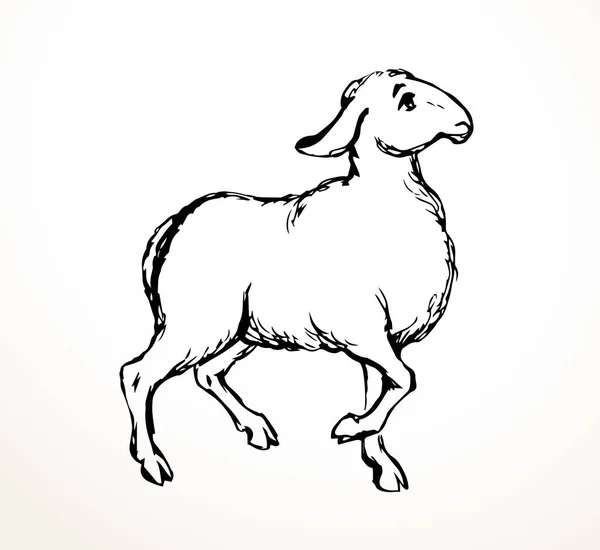 Side View Cute Funny Small Goat Kid Leg Look Ranch — 图库矢量图片