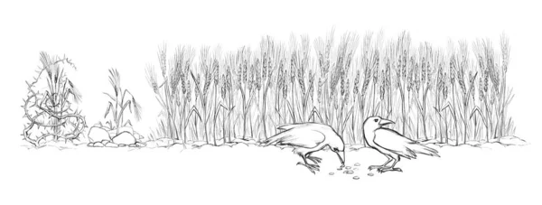 Whole Dry Ripe Rye Barley Ear Wild Weed Grass Plant — Φωτογραφία Αρχείου