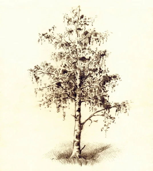 Old Tall Birchtree Stem Bush Copse Άνοιξη Γκαζόν Floral Field — Φωτογραφία Αρχείου