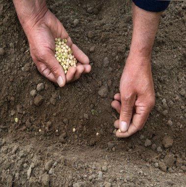 Yaşlı kadın işçi kolu genç kök kökü ile başlar. Yeni bir hayat umudu aşk hobisi yaratır. Yakın çekim makro manzara botanik ülkesi iyi kız taze ıslak humus gübre çamur biyolojik eko gıda konsepti