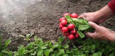 Yaşlı kırsal kesimde çalışan kadın avucu kırsal kesime yakın, bereketli çamur humus, kadın parmak hobisi. Üst tarafı kapatın ve taze taze taze taze taze ıslak biyolojik pembe diyet yığını eko günü konseptini gösterin.