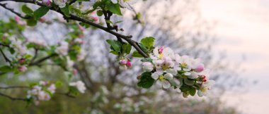 Güzellik narin, hafif, hoş kokulu aromat parlak metin arkaplanının küçük pembe dalını kapatır. Kapalı makro detay görünümü Çin çin burnu, erkek organı koyu yeşil neşe hatta gün batımı sahnesi bile olabilir.