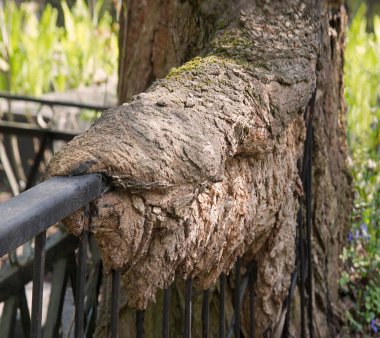 Yakından koyu kahverengiler kuru kökler, yiyip bitiren haçlar, kırsal kesimlerdeki kırsal yaşam sahneleri. Makro detay görünümünü kapat. Paslı demir tel örgüler. Kıvrımlı şekiller.