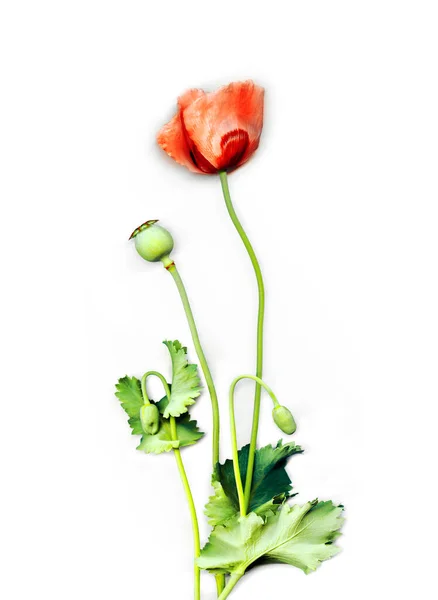 Bright Beauty Rose Color Health Heal Growth Studio Shot Pattern — Foto de Stock