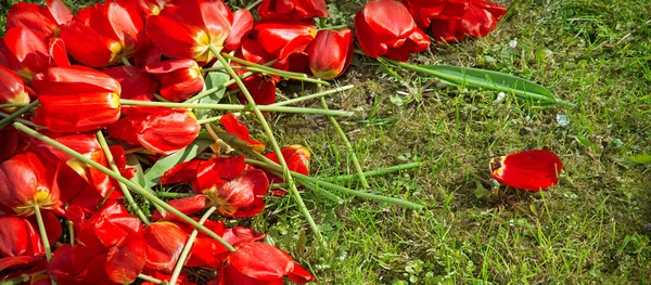 Група Багатьох Ароматів Пишної Радості Вирощує Листя Газону Великий Тюльпановий — стокове фото