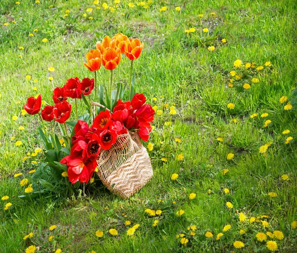 Group Many Gentle Aroma Cheer Elegant Lush Foliage Big Tulipa — Stock Photo, Image