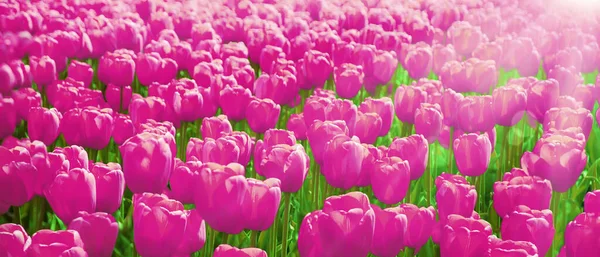Grubun Çok Nazik Aroması Zarif Bereketli Tulipa Floret Kırmızı Gül — Stok fotoğraf
