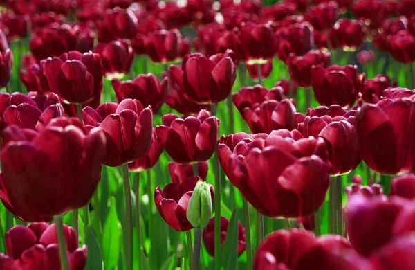 Group Big Multi Gentle Aroma Cheer Elegant Lush Vivid Tulipa — Stock Photo, Image