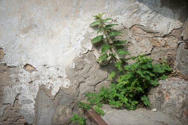 Closeup retro age rural urban rustic village rough grunge cement barn dioica herbal sun scene text space. Close up bright lush bloom seed vine branch bio eco wild grass park way day scenic view symbol