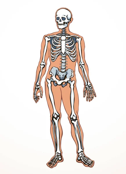 Manzara Bacak Bacak Kalça Kalça Göğüs Bakımı Röntgen Filmi Ölüm — Stok Vektör