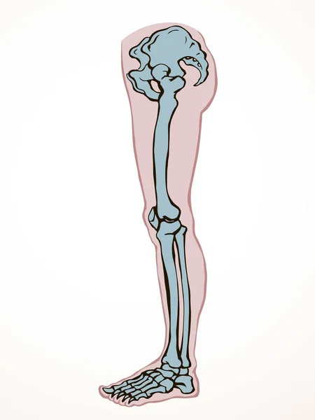 前视老年妇女病伤脚趾肌组织部分疼痛医院外科护理扫描X射线半径白色标志黑色手绘股骨上腓骨踝关节损伤X射线病痛检查线草图艺术 — 图库矢量图片