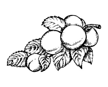 Kırmızı çizgili el, büyük, taze, kuru erik dalı, flora, logo yetiştirme amblemi, retro sanat karalama çizgisi tarzı çizdi. Yakın plan biyoeko olgun tatlı sulu lezzetli budama vegan reçel diyeti sonbahar gökyüzü metin alanı