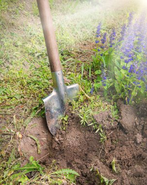 Eski el işçilerinin yakın çekimi derin gömme çukuruna başlıyor. Yeni tohum kökü ekimi, eski yaşam hobisi ekiliyor. Koyu kahverengi, taze biyoeko, verimli humus, çamur yığını, orman yığını, açık hava konsepti.