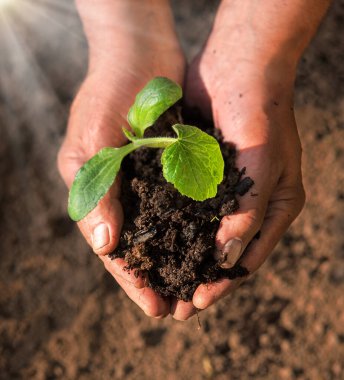 Yaşlı erkek işçi kolu, dişi domuzun yeni yeşil salata kökü, yeni hayat umudu hobisine başlamasına yardım ediyor. Yakın plan botanik ülkesi manzarası güzel ıslak, verimli humus çamurlu, biyolojik ekolojik gıda ekini güneş ışığı konsepti
