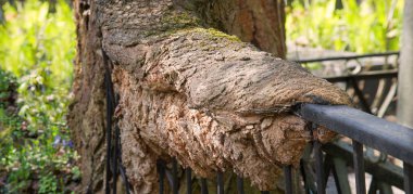 Yakından koyu kahverengiler kuru kökler, yiyip bitiren haçlar, kırsal kesimlerdeki kırsal yaşam sahneleri. Makro detay görünümünü kapat. Paslı demir tel örgüler. Kıvrımlı şekiller.
