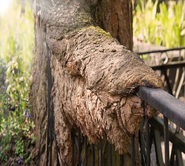 Yakından koyu kahverengiler kuru kökler, yiyip bitiren haçlar, kırsal kesimlerdeki kırsal yaşam sahneleri. Makro detay görünümünü kapat. Paslı demir tel örgüler. Kıvrımlı şekiller.