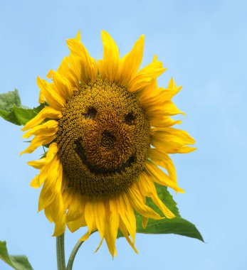 Close up macro view cute old village flora leaf day art large oil seed helianthus isolated park sun blue backdrop scene. Bright gold orange drawn big ripe eco bio logo kid child sunny text space card