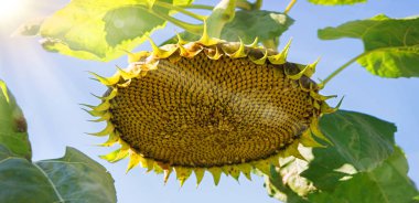 Close up macro view old big large dead life sunny blue sky rural scene. Bright yellow sun grow bad avian tit pluck ravag hollow feed ripe raw die end petal bloom eco bio oil park wild flora text space