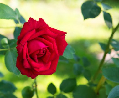 Eski sanat eseri kırsal yumuşak güneş açık pembe aroma başlıklı metin alanı. Güzel, kırsal yeşil, neşeli, bereketli bahar, büyük tomurcuk yaprağı, spa sembolü. Hediye günü kartı, yakın görüş.