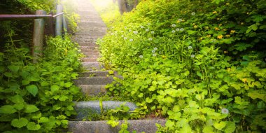 Kirli, kaba kaba, kaba, kaba, çatlak, güz yürüyüşü, kurşun bahçesi, hatta güneş günü kapısı, güneşli mesaj alanı. Büyüyen yemyeşil çiçeklerin çiçek açması sarmaşık sarmaşıkları duvar biyolojik eko otlar bitki manzarası büyür