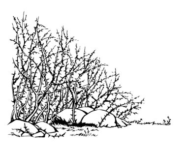 Vektör çizimi. Dikenli çalılar