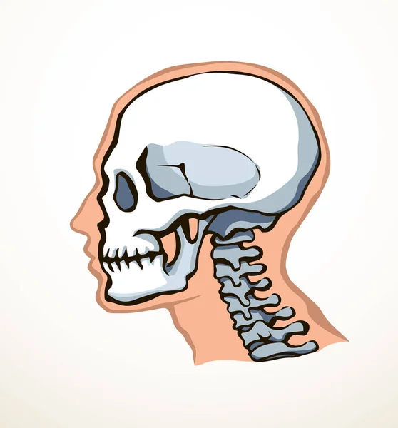 Sisi Close Melihat Natur Craniu Noggin Tua Bagian Lubang Tulang - Stok Vektor