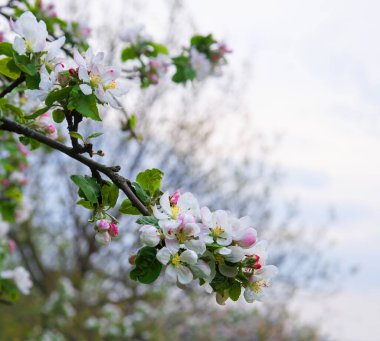 Güzellik narin, hafif, hoş kokulu aromat parlak metin arkaplanının küçük pembe dalını kapatır. Kapalı makro detay görünümü Çin çin burnu, erkek organı koyu yeşil neşe hatta gün batımı sahnesi bile olabilir.