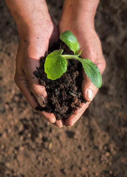 Old male human worker arm help put sow begin young small green salad baby root sunny new life hope hobby. Closeup botany country view good fresh wet fertile humus mud bio eco food crop sun light concept