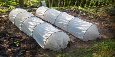 Eski çalışma tohum fidanı fidan sapı çalı tarlası kök sıra sahne havası hobisi ekmeye yardımcı olur. Beyaz bez tünel çadır çatı sistemi koyu kahverengi taze meyve mahsulü modern biyo-eko kuru don kavramını yer.