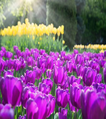 Grubun çok nazik aroması zarif bereketli tulipa floret kırmızı gül rengi yeşil çim yapraklı metin yazarı kadın anne April Sun Day tebrik kartı arkaplanını selamlıyor. Makro detay dekor tasarımını kapat