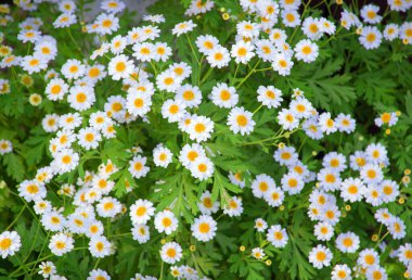 Eski kırsal ot sanatı sahnesi açık renk metin kopyalama alanı. Güzel, kırsal, parlak tomurcuk tomurcukları. Spa sembolü, eko günü kartı. Makro manzaralı pankartı kapat.