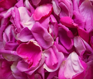 Eski retro sanat yumuşak sonbahar pastel mor morumsu aroma yığını metin kopyalama alanı. Güzel, kırsal, parlak bahar tomurcukları dekoru, hediye günü kartı. Üst manzara afişini kapat.