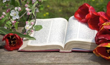 Grunge age dirty worn rough pray white desk space. God prayer holy joy happy gospel culture literary bright glow sun light love fresh apple tree plant branch red bloom bud gift art still life concept