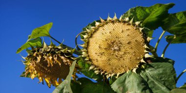 Close up macro view old big large dead life sunny blue sky rural scene. Bright yellow sun grow bad avian tit pluck ravag hollow feed ripe raw die end petal bloom eco bio oil park wild flora text space