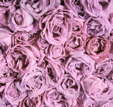 Eski sanat eseri yumuşak pastel mor renk aroma kafa yığını metin kopyalama alanı. Güzel, kırsal festival. Parlak, bereketli bahar tomurcukları. Dekor, kutlama günü hediye kartı.