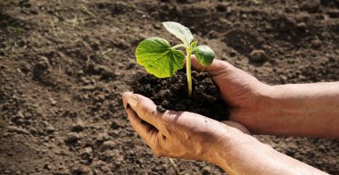 Yaşlı erkek işçi kolu dişi domuzun başlamasına yardım ediyor. Küçük yeşil salata kökü, bebek kökü, güneşli yeni hayat. Hobi olarak botanik ülkesi.