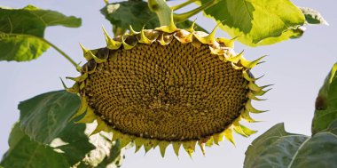 Close up macro view old big large dead life sunny blue sky rural scene. Bright yellow sun grow bad avian tit pluck ravag hollow feed ripe raw die end petal bloom eco bio oil park wild flora text space
