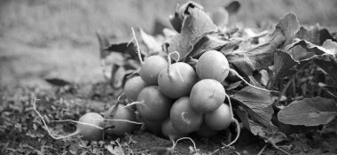 Eski kırsal kesimde iş hayatı, sıralı pancar kökü bereketli çamur humus toprak toprak bakımını açık hava hobisi edinir. Yakından bakınca taze taze taze, olgun, ıslak, diyet pancar salatası, bitki yığını, biyoloji günü konsepti.