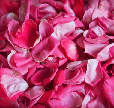 Eski retro sanat yumuşak sonbahar pastel mor aroma yığını metin kopyalama alanı. Güzel, kırsal festival. Parlak, bereketli bahar tomurcukları. Dekor, kutlama günü hediye kartı.