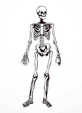 Ön manzara, bacak bacak kalça kalça, göğüs bakımı, röntgen filmi, ölüm logosu. El çizimi Xray ölü omurga yaralanması. Ağrı kesici, klasik taslak çizimi, çizim çizimi, karikatür.