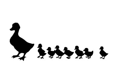 Yakından bakınca sevimli nehir gölü annesi Branta cygnus gaggle Cub row 'u koruyor beyaz metin alanı ayarlıyor. Siyah el çizilmiş genç pofuduk drake fauna go zoo road logosu antika köy çizgisi sanat tarzı