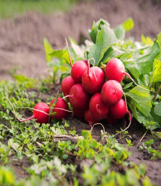 Eski kırsal kesimde iş hayatı, sıralı pancar kökü bereketli çamur humus toprak toprak bakımını açık hava hobisi edinir. Yakından bakınca taze taze taze, olgun, ıslak, diyet pancar salatası, bitki yığını, biyoloji günü konsepti.
