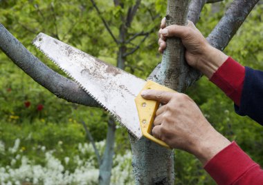 Yaşlı, yetişkin bir adam. Eski marangoz işi. Yeşil ya da bitkisel ağaç kabuğu. Kapalı büyük, rustik, keskin çelik çelik diş, hırdavat, marangozluk hobisi. 