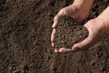 Eski yakın plan işçi palmiyesi tohum tohumu tohumu tohumu tohumu tohumu tohumu tohumu hayat hobisi. Kol testini kapat. Kaliteyi kontrol et. Koyu kahverengi, taze, nemli yiyecek biyogübre konsepti.