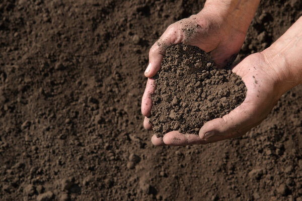 Old closeup worker palm help clean begin sow seed sapl root seedl life hobby. Close up view arm test examine quality show check good dark brown black fresh wet clod food bio eco compost concept idea